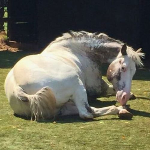 Pferd liegt auf Wiese