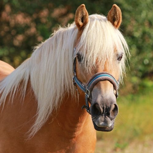 Haflinger schaut dich an