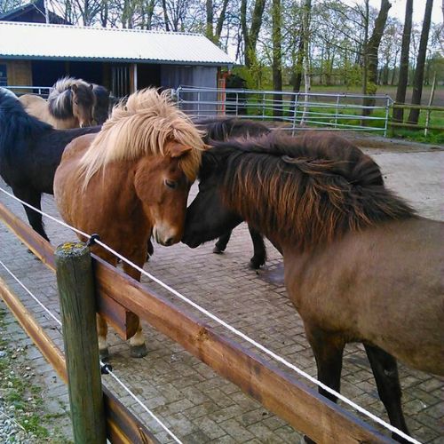 Zwei Islandpferde beschnuppern sich