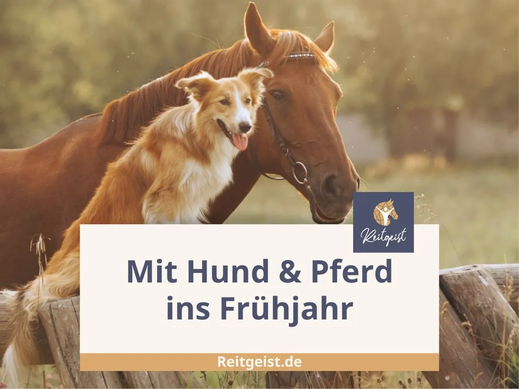 Ein Hund sitzt neben einem Pferd vor einem Holzbalken.