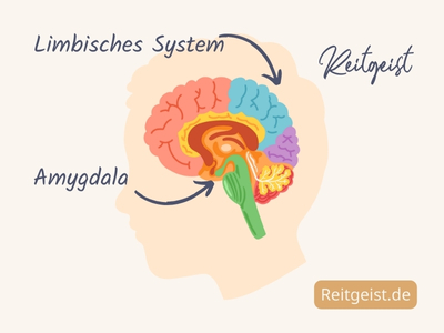 Grafik Gehirn limbisches System Amygdala