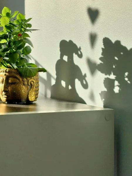 Eine grüne Pflanze in einem goldenen Topf.