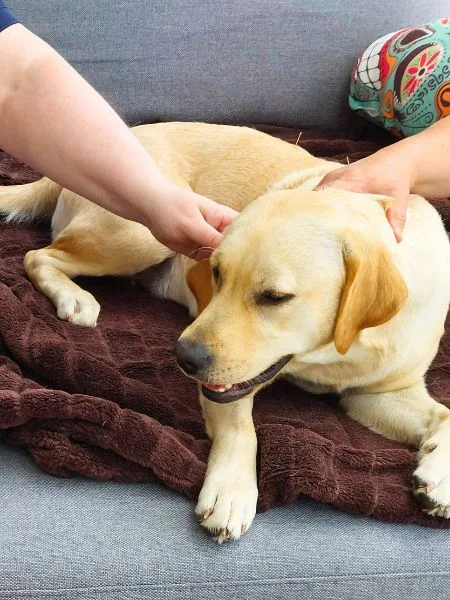 Ein beiger Hund liegt auf einem grauem Sofa und zwei Arme halten ihn fest.