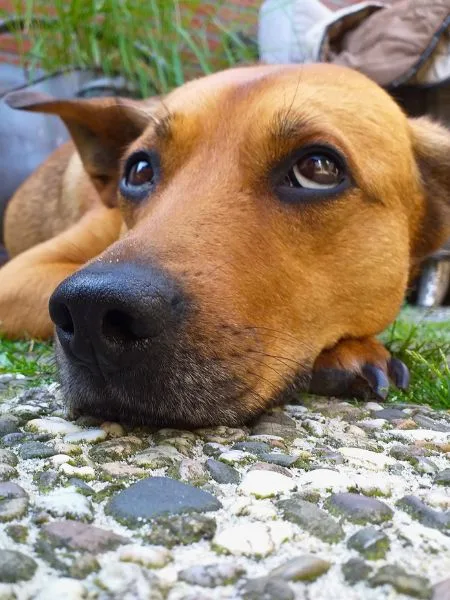 Ein Hund liegt auf Steinen im Garten.