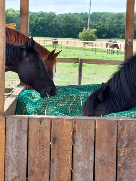 Drei Pferde stecken mit dem Kopf in einer Heuraufe aus Holz.