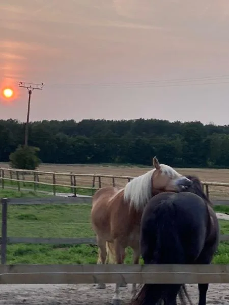 Zwei Pferde stehen im Sonnenuntergang und machen Fellpflege.