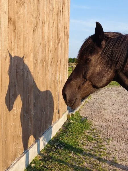 Ein schwarzes Pferd steht vor einer Holzwand und wift Schatten.