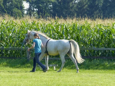 Frau führt Pferd vor einem Maisfeld