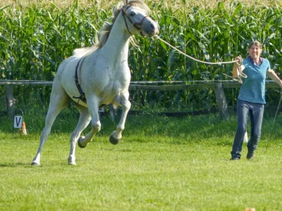 Pferd springt in die Luft
