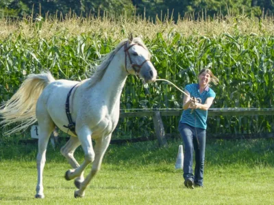 Pferd zieht Frau am Seil mit.