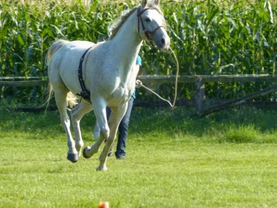Pferd reißt sich los.