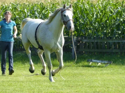 Pferd galoppiert davon.
