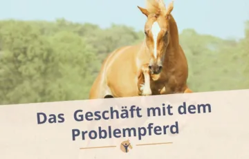 Bloggrafik Das Geschäft mit dem Problempferd: Steigendes Pferd auf einer Wiese.
