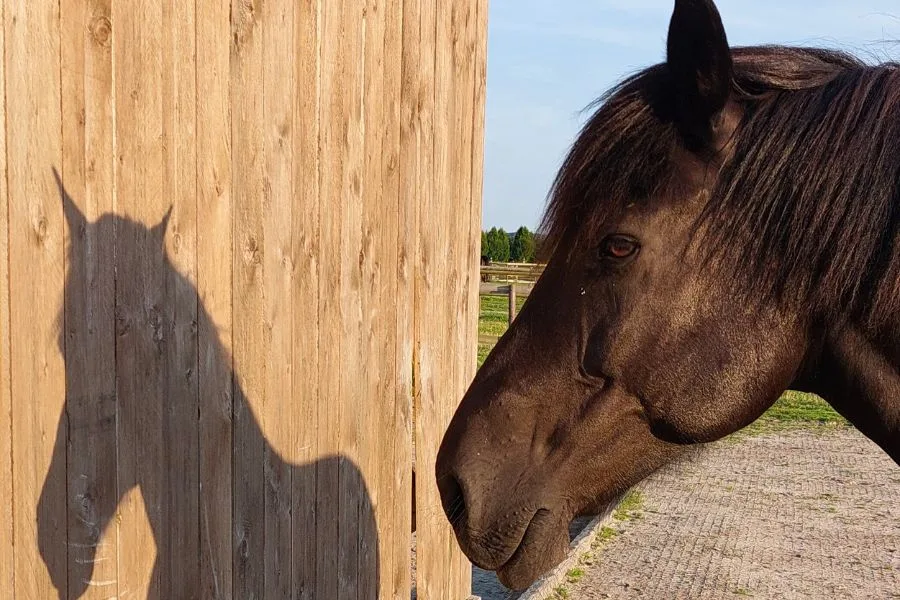 Ein schwarzes Pferd steht vor einem Holzschuppen und schaut seinen Schatten an.