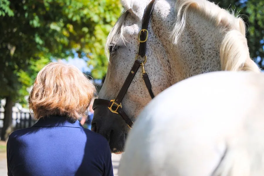 Eine Frau und ein weißes Pferd stehen mit dem Rücken zur Kamera.