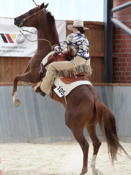 Eine Frau im Westernoutfit sitzt auf einem steigenden Westernpferd.
