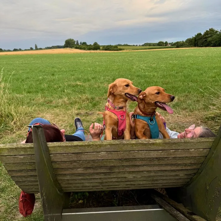 jutta und denise geniessen mit den hunden den sonnenuntergang
