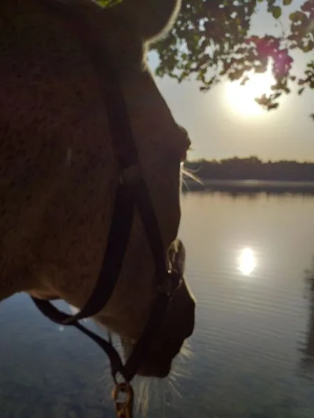 Pferd schaut im Morgengrauen aufs Wasser, indem sich die Sonne spiegelt.