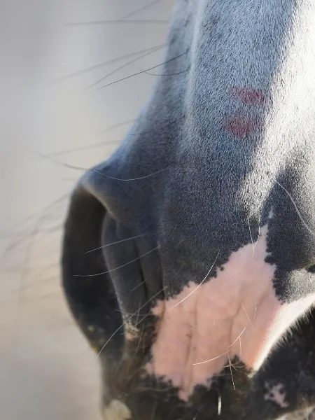 Ein weißes Pferd hat einen Kussmund mit Lippenstift auf der Nase.