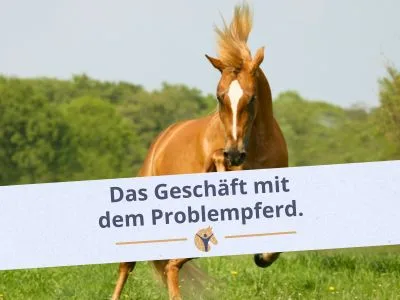 Bloggrafik Das Geschäft mit dem Problempferd: Steigendes Pferd auf einer Wiese.