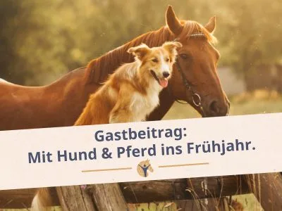 Bloggrafik mit Hund und Pferd ins Frühjahr
