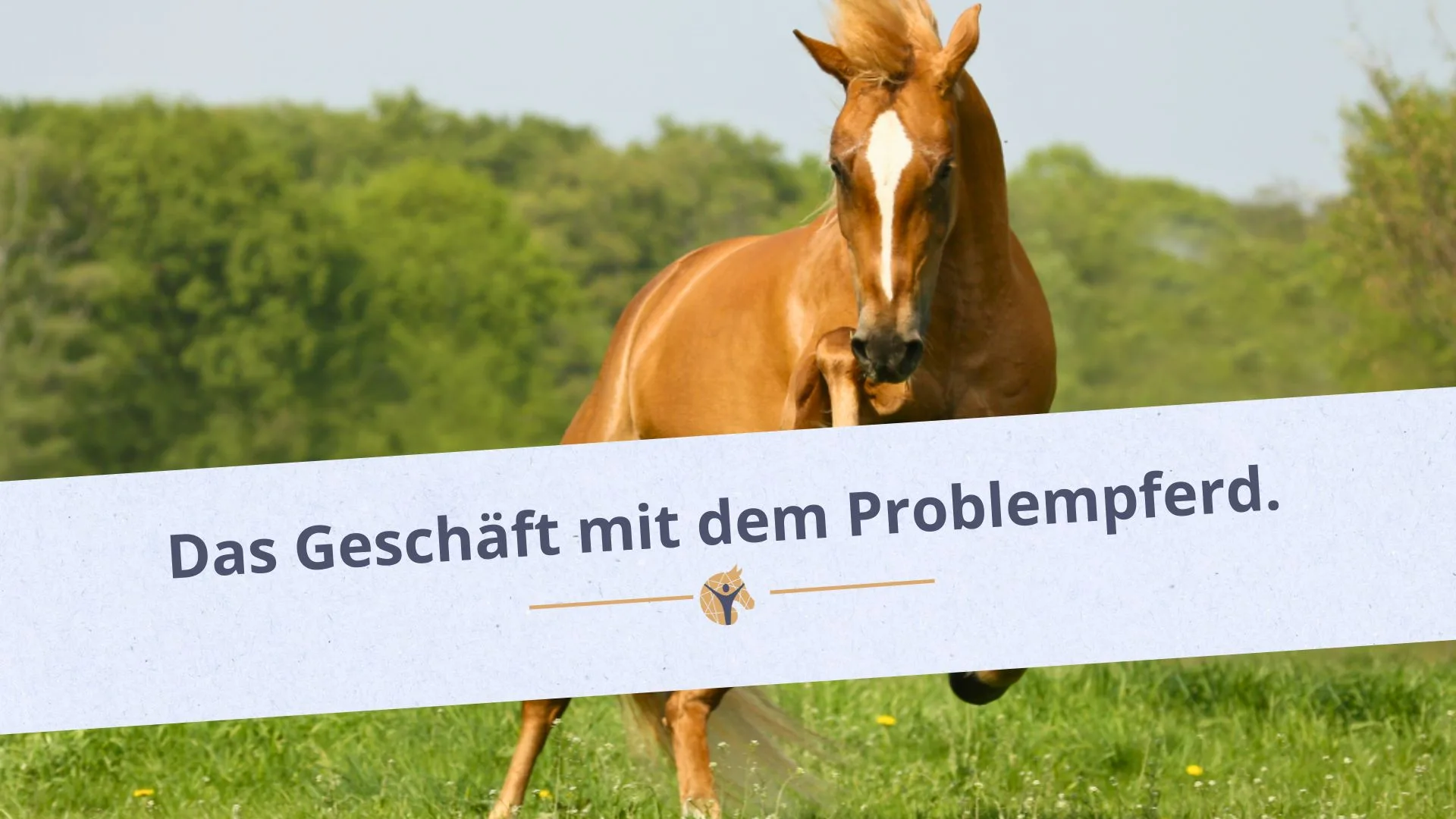 Bloggrafik Das Geschäft mit dem Problempferd: Steigendes Pferd auf einer Wiese.