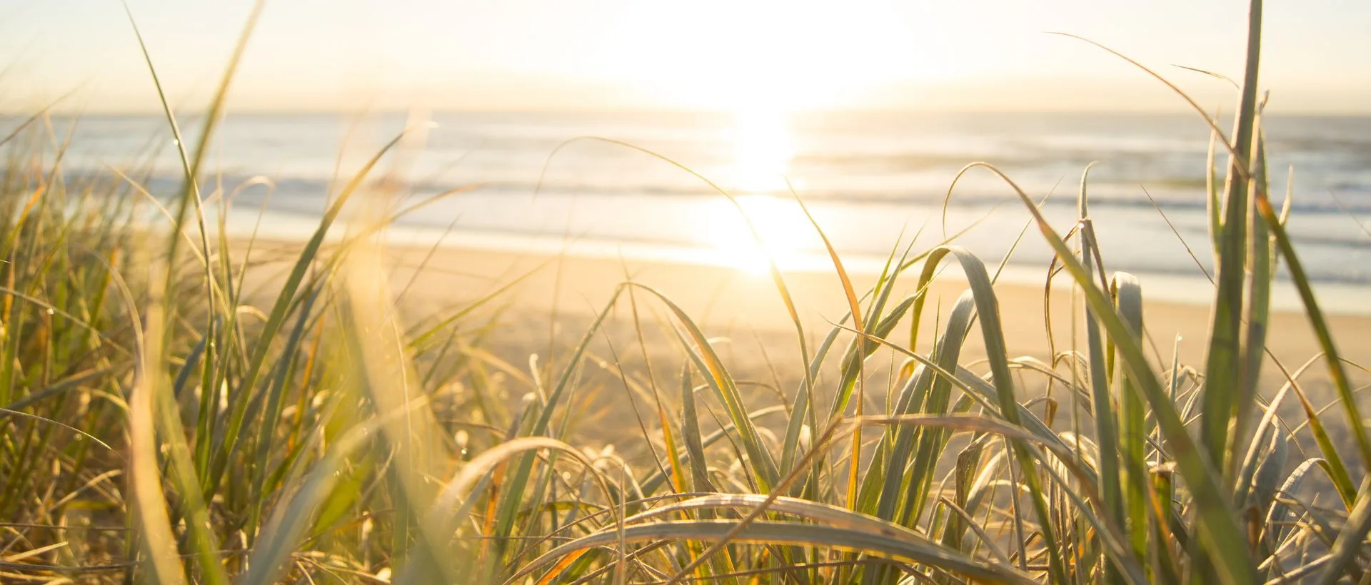 Blick durchs Schilf auf einen Sonnenaufgang überm Meer.